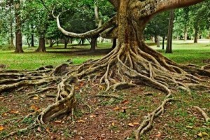 boom met wortels